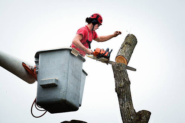 Best Tree and Shrub Care  in Hoyt Lakes, MN